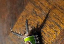 The Little ‘Leaf’ on My Floor That Made Me Stop and Think The Little ‘Leaf’ on My Floor That Made Me Stop and Think - featured image
