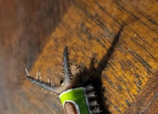 The Little ‘Leaf’ on My Floor That Made Me Stop and Think The Little ‘Leaf’ on My Floor That Made Me Stop and Think - featured image