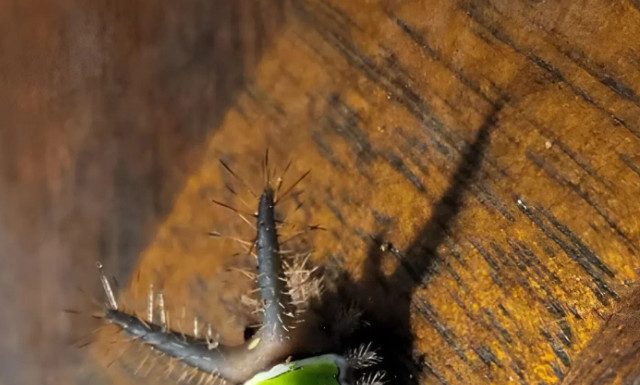 The Little ‘Leaf’ on My Floor That Made Me Stop and Think The Little ‘Leaf’ on My Floor That Made Me Stop and Think - featured image
