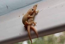 Did you know that if a lizard comes into your home it is a sign that… Did you know that if a lizard comes into your home it is a sign that… - featured image