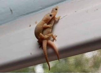 Did you know that if a lizard comes into your home it is a sign that… Did you know that if a lizard comes into your home it is a sign that… - featured image