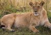 Man, 19, mauled to death by lioness at zoo in front of other visitors Man, 19, mauled to death by lioness at zoo in front of other visitors - featured image