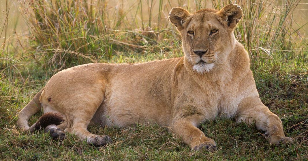 Man, 19, mauled to death by lioness at zoo in front of other visitors - featured image Man, 19, mauled to death by lioness at zoo in front of other visitors - featured image