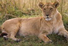Man, 19, mauled to death by lioness at zoo in front of other visitors Man, 19, mauled to death by lioness at zoo in front of other visitors - featured image