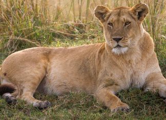 Man, 19, mauled to death by lioness at zoo in front of other visitors Man, 19, mauled to death by lioness at zoo in front of other visitors - featured image