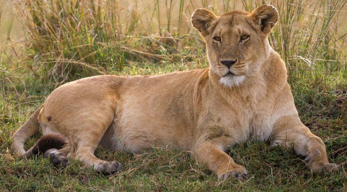 Man, 19, mauled to death by lioness at zoo in front of other visitors Man, 19, mauled to death by lioness at zoo in front of other visitors - featured image