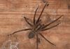 What It Means When You See a Spider in Your Home: Spiritual Signs and Hidden Messages What It Means When You See a Spider in Your Home: Spiritual Signs and Hidden Messages - featured image