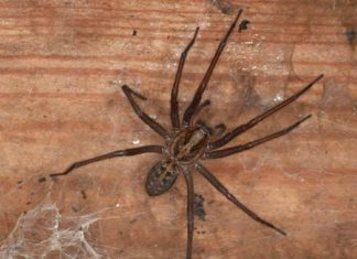What It Means When You See a Spider in Your Home: Spiritual Signs and Hidden Messages What It Means When You See a Spider in Your Home: Spiritual Signs and Hidden Messages - featured image