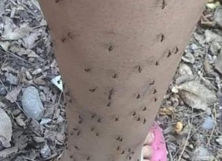 Why Mosquitoes Always Seem to Bite the Same People Why Mosquitoes Always Seem to Bite the Same People - featured image