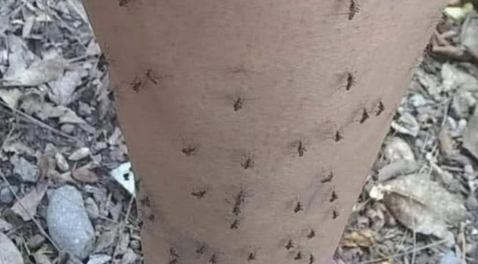 Why Mosquitoes Always Seem to Bite the Same People Why Mosquitoes Always Seem to Bite the Same People - featured image