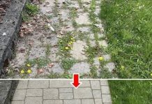 How to eliminate weeds forever and naturally How to eliminate weeds forever and naturally - featured image