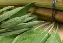 Everything you can do with this plant: all of Grandma’s uses Everything you can do with this plant: all of Grandma’s uses - featured image