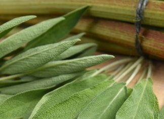 Everything you can do with this plant: all of Grandma’s uses Everything you can do with this plant: all of Grandma’s uses - featured image