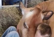 2) He Refuses to Sleep at Night — The Cow Is the Reason 2) He Refuses to Sleep at Night — The Cow Is the Reason - featured image