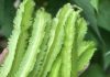 A Closer Look at Winged Beans: A Nutritious, Versatile Food Older Americans Can Enjoy A Closer Look at Winged Beans: A Nutritious, Versatile Food Older Americans Can Enjoy - featured image