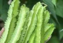 A Closer Look at Winged Beans: A Nutritious, Versatile Food Older Americans Can Enjoy A Closer Look at Winged Beans: A Nutritious, Versatile Food Older Americans Can Enjoy - featured image