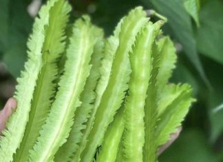 A Closer Look at Winged Beans: A Nutritious, Versatile Food Older Americans Can Enjoy A Closer Look at Winged Beans: A Nutritious, Versatile Food Older Americans Can Enjoy - featured image