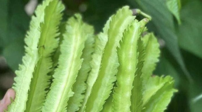 A Closer Look at Winged Beans: A Nutritious, Versatile Food Older Americans Can Enjoy A Closer Look at Winged Beans: A Nutritious, Versatile Food Older Americans Can Enjoy - featured image