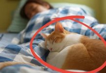 The Most Serious Illness from Sleeping with Cats: Prevention and Tips The Most Serious Illness from Sleeping with Cats: Prevention and Tips - featured image