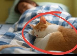 The Most Serious Illness from Sleeping with Cats: Prevention and Tips The Most Serious Illness from Sleeping with Cats: Prevention and Tips - featured image