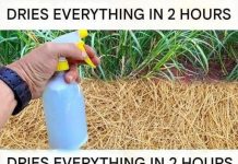 Best Homemade Herbicide: Non-Toxic Solution (Dries Weeds Within 2 Hours) Best Homemade Herbicide: Non-Toxic Solution (Dries Weeds Within 2 Hours) - featured image