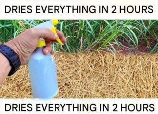Best Homemade Herbicide: Non-Toxic Solution (Dries Weeds Within 2 Hours) Best Homemade Herbicide: Non-Toxic Solution (Dries Weeds Within 2 Hours) - featured image