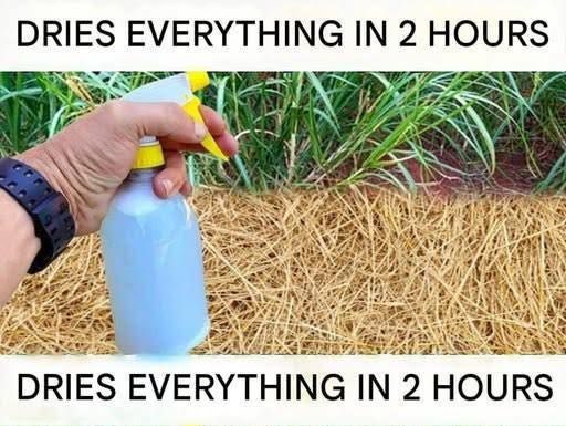 Best Homemade Herbicide: Non-Toxic Solution (Dries Weeds Within 2 Hours) Best Homemade Herbicide: Non-Toxic Solution (Dries Weeds Within 2 Hours) - featured image
