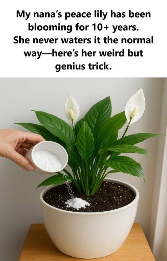 Peace Lily Care Secret: Ditch Plain Water—Try This Natural Boost for Lush, Blooming Beauty - featured image Peace Lily Care Secret: Ditch Plain Water—Try This Natural Boost for Lush, Blooming Beauty - featured image