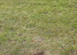 Found a Metal Chain While Digging Near My Mailbox Found a Metal Chain While Digging Near My Mailbox - featured image