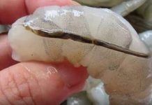 “How to clean and cook shrimp, including tips on the dark vein.” “How to clean and cook shrimp, including tips on the dark vein.” - featured image