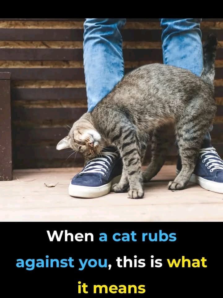 When a Cat Rubs Against You — This Is What It Really Means (Spoiler: You’re Loved & Claimed!) - featured image When a Cat Rubs Against You — This Is What It Really Means (Spoiler: You’re Loved & Claimed!) - featured image