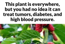 This plant is everywhere, but you had no idea it can treat tumors, diabetes, and high blood pressure This plant is everywhere, but you had no idea it can treat tumors, diabetes, and high blood pressure - featured image