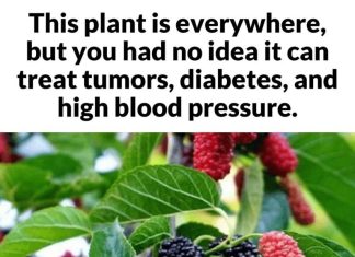 This plant is everywhere, but you had no idea it can treat tumors, diabetes, and high blood pressure This plant is everywhere, but you had no idea it can treat tumors, diabetes, and high blood pressure - featured image