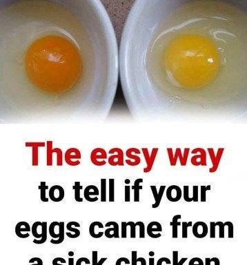 The easy way to tell if your eggs came from a sick chicken The easy way to tell if your eggs came from a sick chicken - featured image