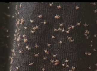 These were all over my pant leg during a walk today These were all over my pant leg during a walk today - featured image