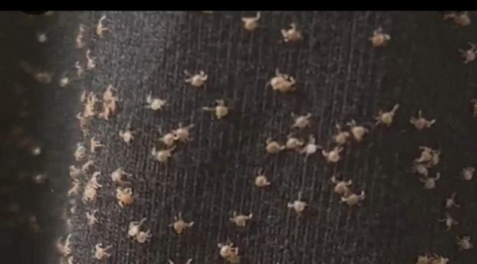 These were all over my pant leg during a walk today These were all over my pant leg during a walk today - featured image