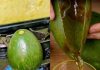 How to Make Homemade Avocado Oil the Easy Way How to Make Homemade Avocado Oil the Easy Way - featured image