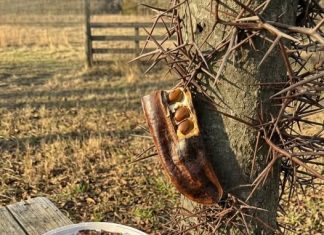 The Surprising Value Hidden Inside a Common Tree The Surprising Value Hidden Inside a Common Tree - featured image