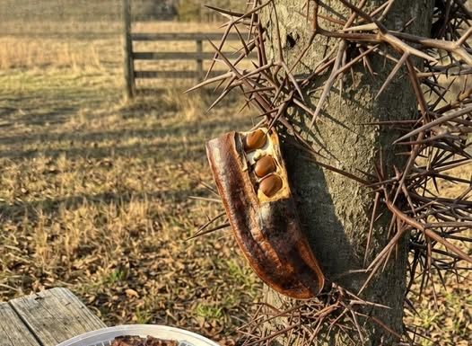 The Surprising Value Hidden Inside a Common Tree The Surprising Value Hidden Inside a Common Tree - featured image