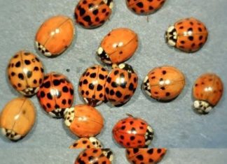 The Hidden Meaning of Yellow Ladybugs The Hidden Meaning of Yellow Ladybugs - featured image
