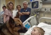 Moving moment: Boy hugs his dog before surgery — the reaction is unforgettable Moving moment: Boy hugs his dog before surgery — the reaction is unforgettable - featured image