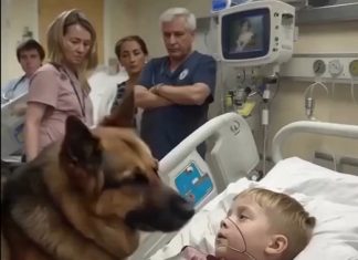 Moving moment: Boy hugs his dog before surgery — the reaction is unforgettable Moving moment: Boy hugs his dog before surgery — the reaction is unforgettable - featured image