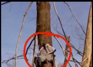 Strength and Community: A Tennessee Family’s Storm Recovery Strength and Community: A Tennessee Family’s Storm Recovery - featured image