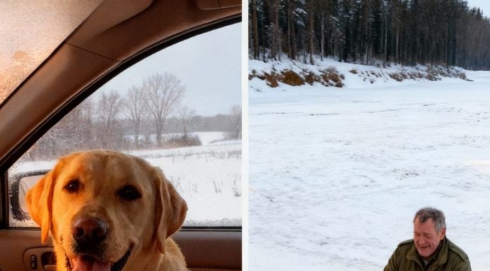 The Moment My Three-Legged Dog Made After Sensing a Stranger The Moment My Three-Legged Dog Made After Sensing a Stranger - featured image