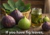 Fig Leaves: Discover Studies and Uses of This Powerful Plant Fig Leaves: Discover Studies and Uses of This Powerful Plant - featured image