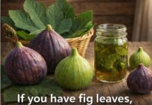 Fig Leaves: Discover Studies and Uses of This Powerful Plant Fig Leaves: Discover Studies and Uses of This Powerful Plant - featured image