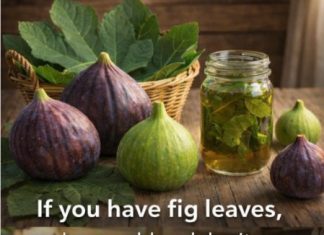 Fig Leaves: Discover Studies and Uses of This Powerful Plant Fig Leaves: Discover Studies and Uses of This Powerful Plant - featured image