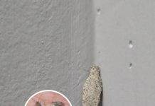 The Wall-Clinging Mystery: Is the ‘Kamitetep’ a Real Moth or an Internet Myth? The Wall-Clinging Mystery: Is the ‘Kamitetep’ a Real Moth or an Internet Myth? - featured image