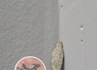 The Wall-Clinging Mystery: Is the ‘Kamitetep’ a Real Moth or an Internet Myth? The Wall-Clinging Mystery: Is the ‘Kamitetep’ a Real Moth or an Internet Myth? - featured image
