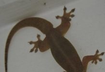 The Mysterious Meaning of the Appearance of an Owl and Other Lucky Animals The Mysterious Meaning of the Appearance of an Owl and Other Lucky Animals - featured image